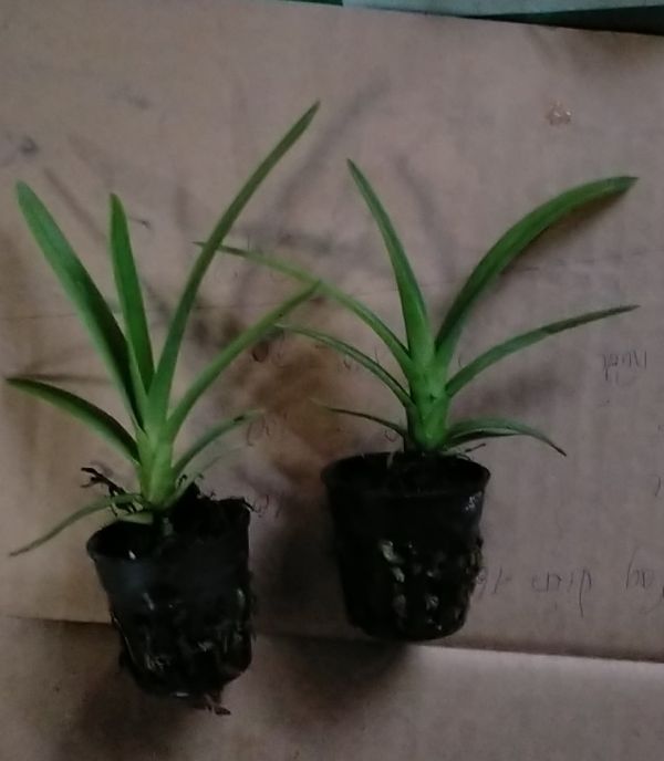 LAN KIẾM PHAN TRÍ CÂY GIỐNG