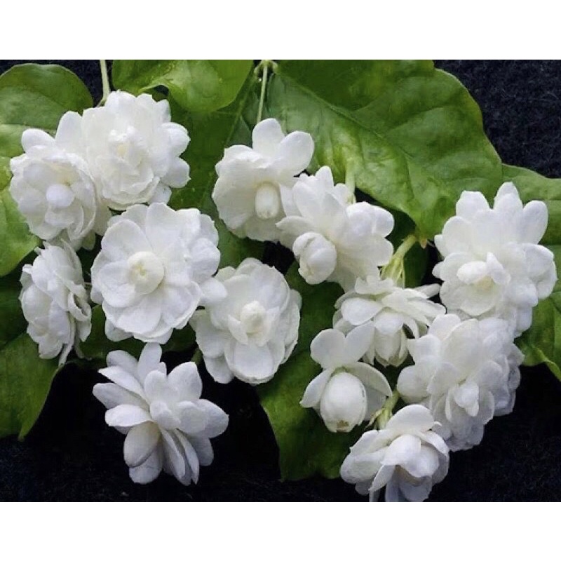 Cây giống hoa nhài kép (nhài ta) hoa thơm phức