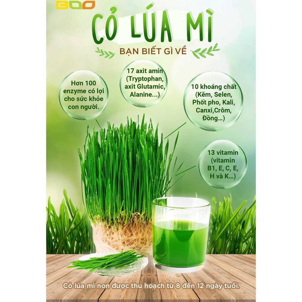 2KG HẠT LÚA MÌ VÀNG HẠT TO ĐẸP NẢY MẦM TỐT