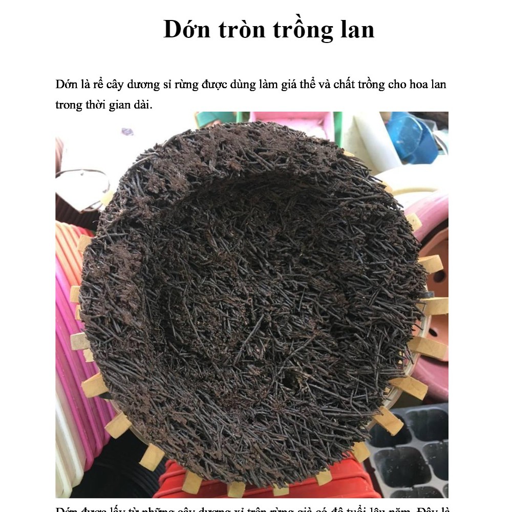 Dớn Đĩa Ghép Lan - Dớn tròn đường kính khoảng 20cm