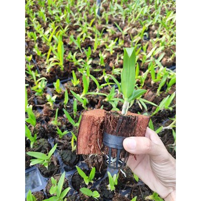 Combo 10 cây giống hoa lan Dendro (hàng lai)
