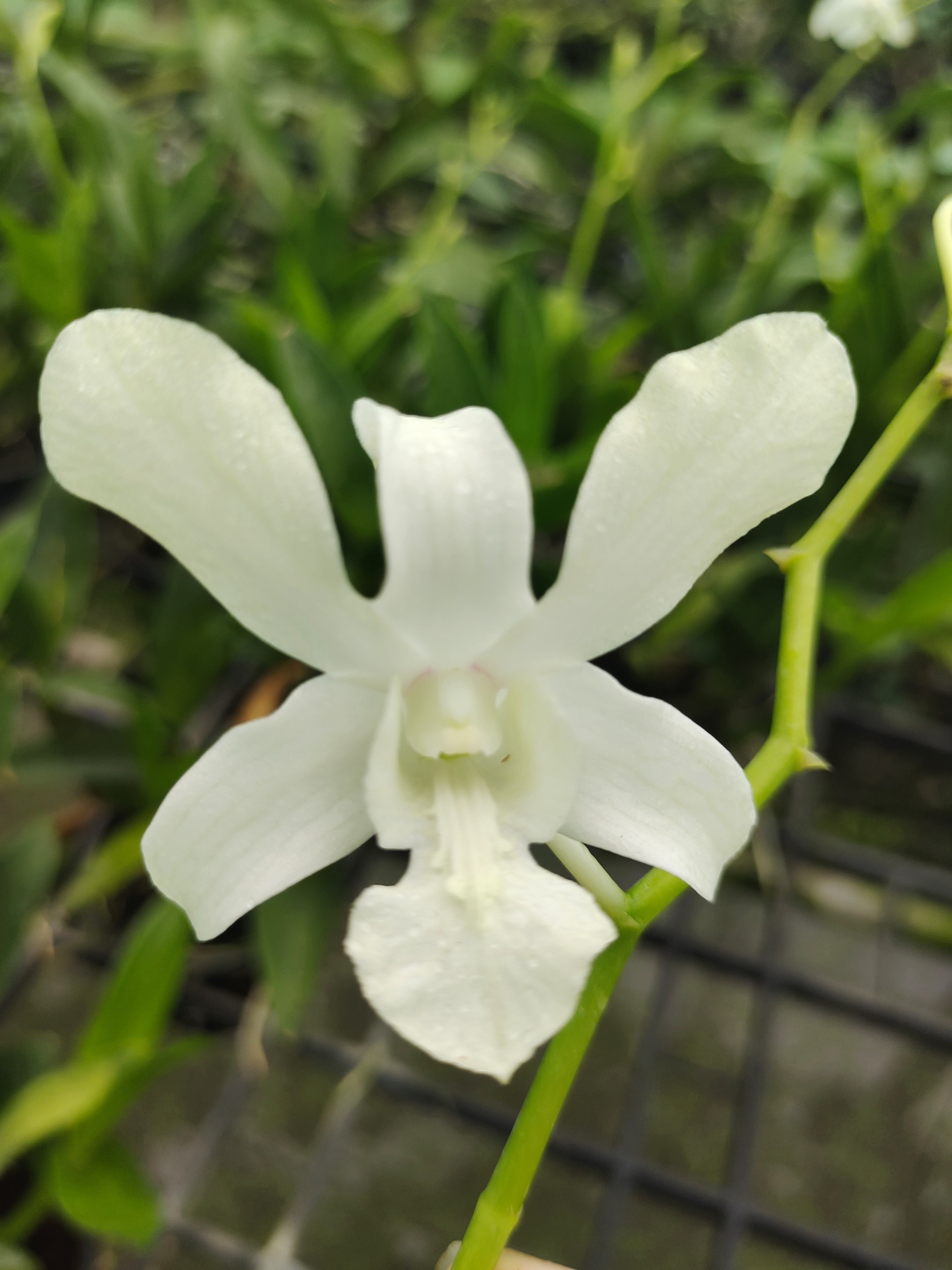 HOA LAN Dendro thỏ trắng hương thơm, cây đẹp