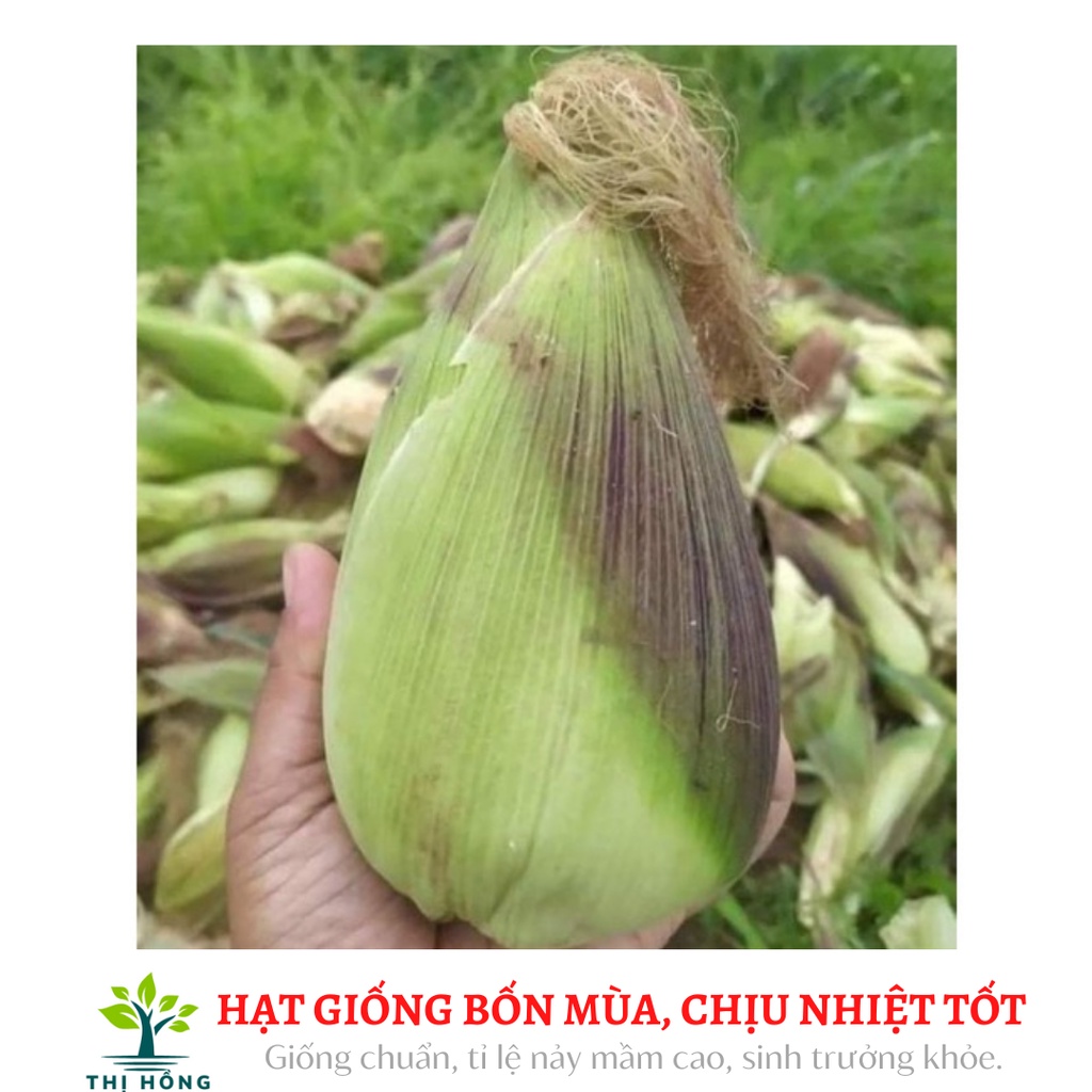 Hạt giống bắp nếp nù 50g (bắp nù sữa, ngô nếp nù, ăn có vị thơm, dẻo đặc trưng)