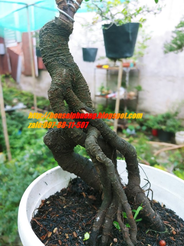 cây khế bonsai mini