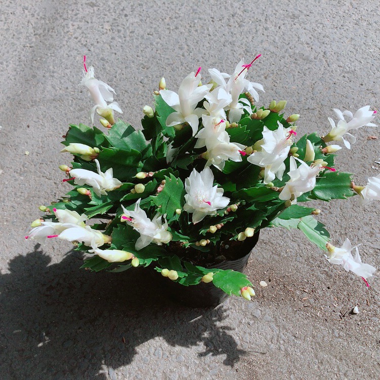 Chậu Hoa Tiểu Quỳnh Màu Trắng