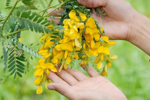 BÔNG ĐIÊN ĐIỂN TỨ QUÝ