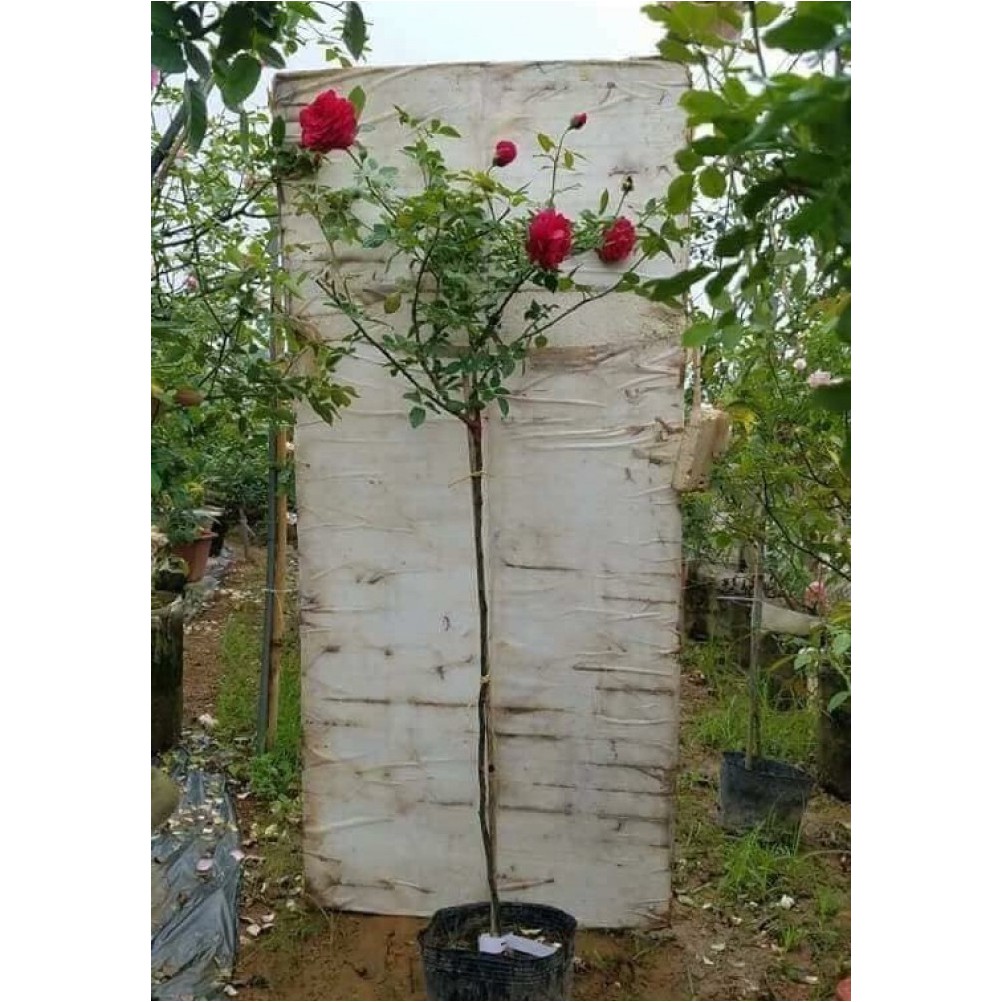 Hom giống hồng leo tầm xuân CAO - DÀI dùng ghép hoa hồng dáng TREE