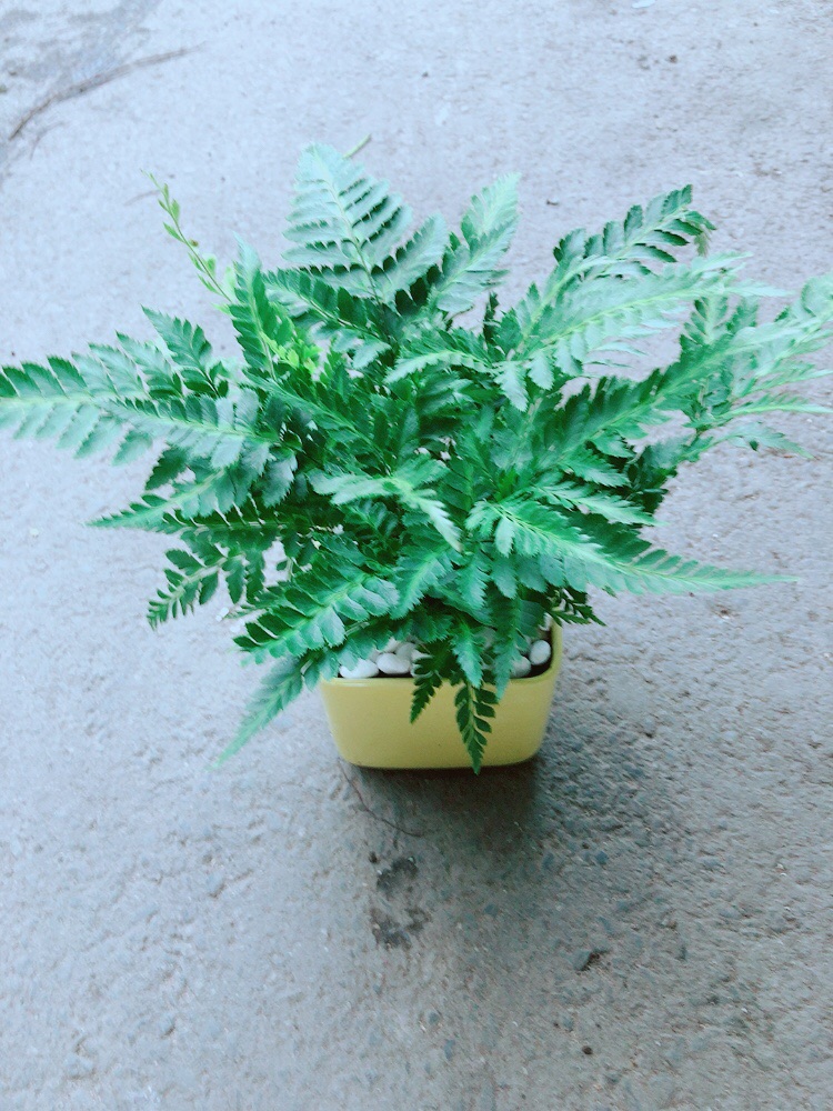 Chậu Cây Dương Sỉ
