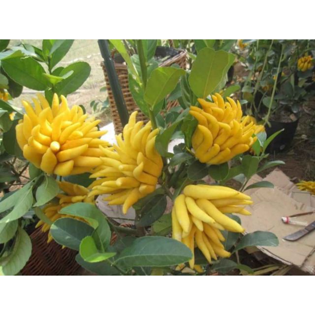 cây Cây phật thủ - Cây Giống Nhập Khẩu