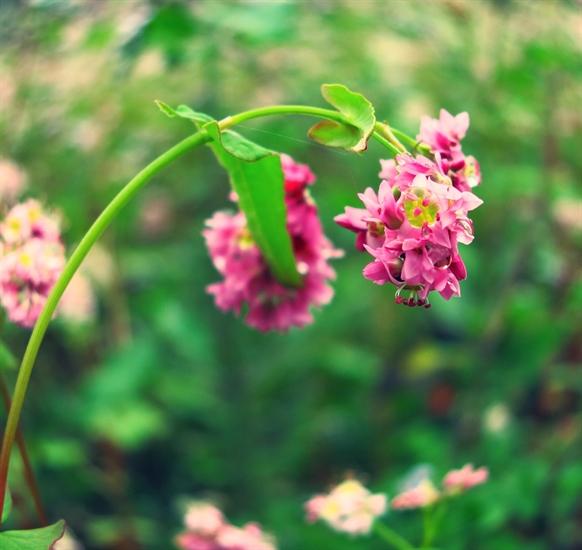 Gói 100 hạt giống hoa tam giác mạch