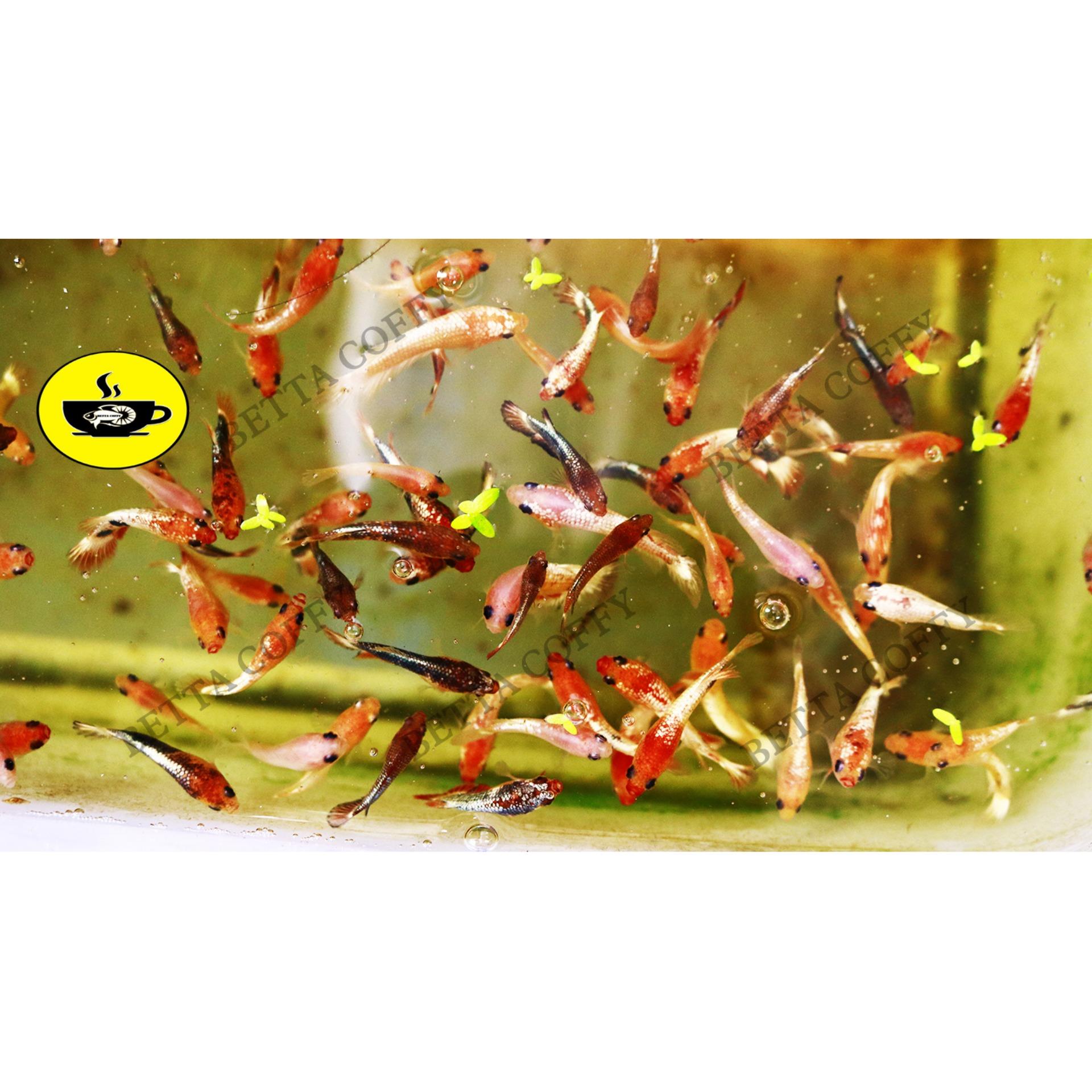 Cám Inve 5/8 - Thức ăn cho cá lớn - XEM KĨ PHÂN LOẠI