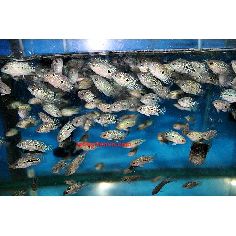 Thức Ăn Cá Top La Hán - Hàng Công Ty-Chiết 100G