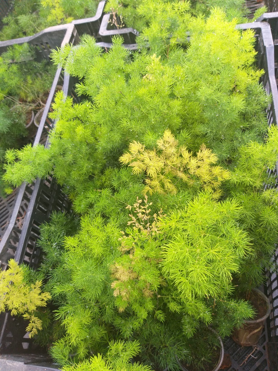 Cây tùng nho ( tùng gai)  - Ming Fern chậu ly
