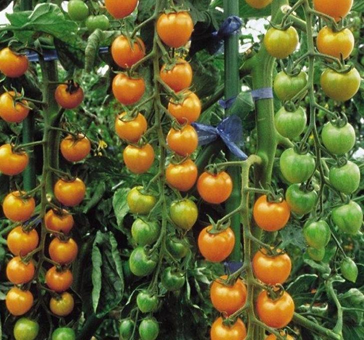 Hạt giống Cà chua bi cây cao quả tròn Vàng