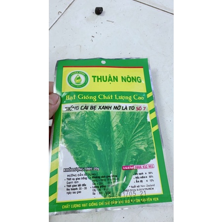Hạt Giống Cải Bẹ Xanh Mỡ Lá To