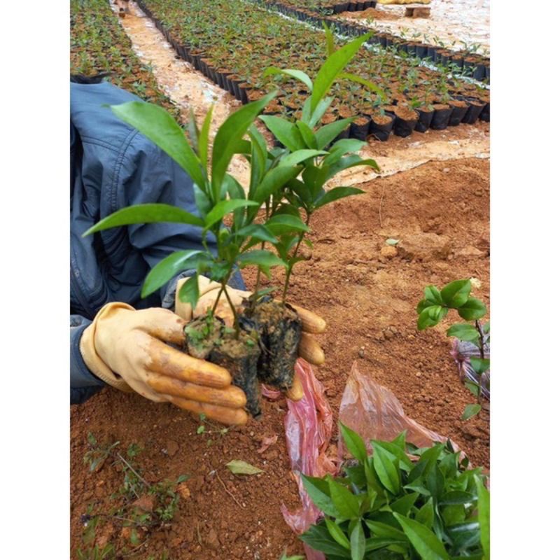 Cây hoa nhài Nhật bầu cây giống