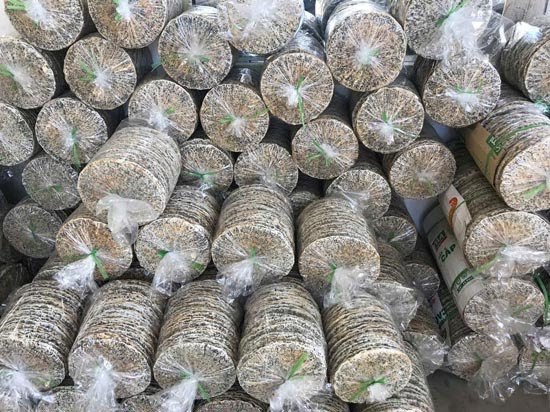10 chiếc bánh đa đô lương siêu ngon