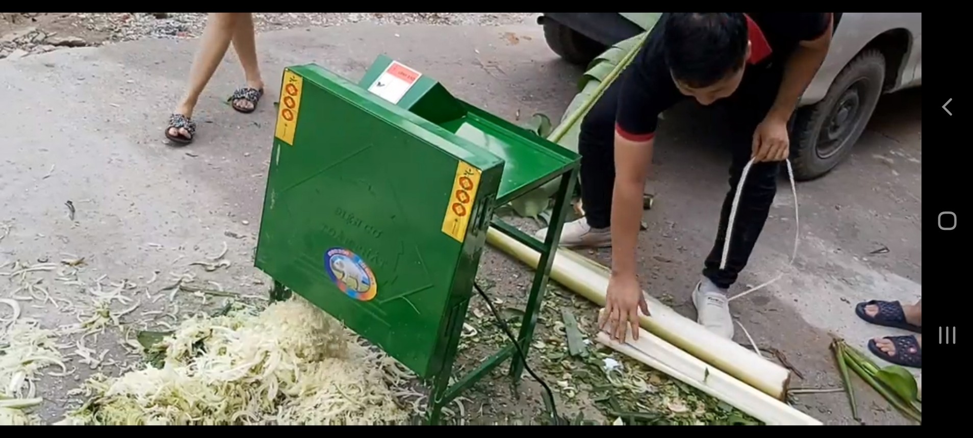 Máy thái chuối băm cỏ cho bò tại Thái Bình