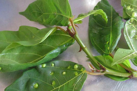 lá sung tươi 500g,1kg