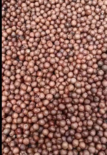 50gram of Macadamia seeds