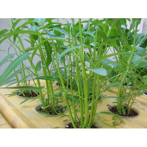 hạt giống Rau muống lá tre