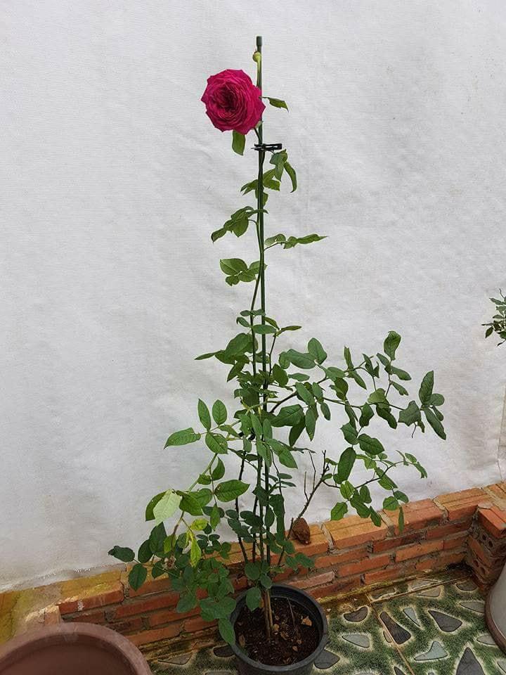 Ống lõi thép bọc nhựa phi 8*180cm - combo 10c