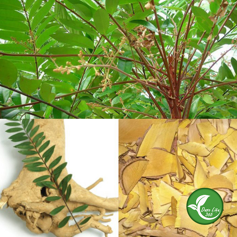 Cây mật nhân khô (gói 1kg) - DL010