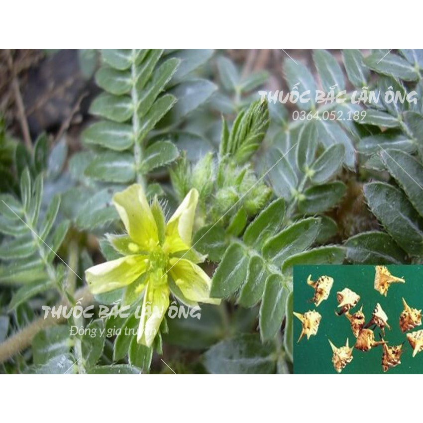 Bạch tật lê 100g, đã sao vàng hạ thổ, trà bạch tật lê, thơm, sạch, không lẫn tạp chất - Lãn Ông