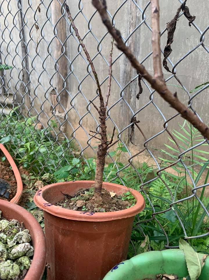 [Viện Nghiên Cứu Di Chuyền Nông Nghiệp] CÂY ĐÀO TIẾN VUA