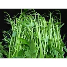 Mô hình trồng rau bằng phương pháp thủy canh ở Đồn Biên phòng Non Nước #47 Mô hình trồng rau bằng phương pháp thủy canh ở Đồn Biên phòng Non Nước