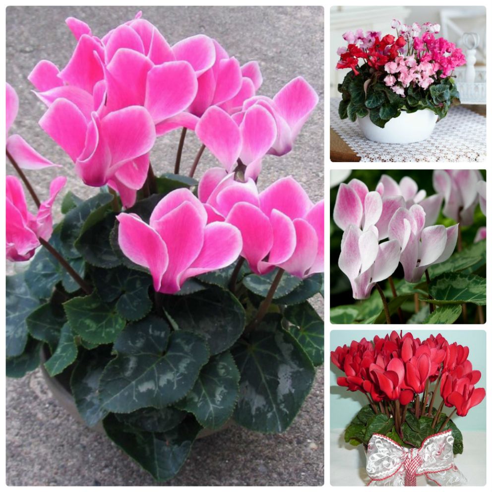 Hạt giống hoa Anh Thảo gói 10 hạt