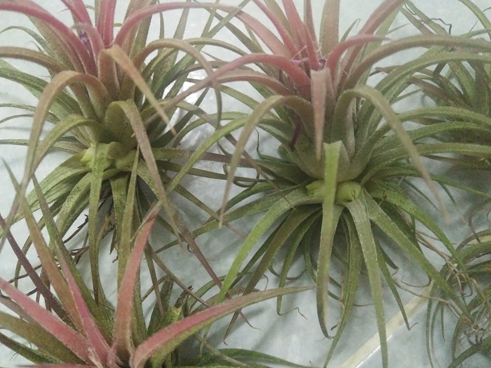 Cây không khí thạch thảo (màu đỏ nhẹ)