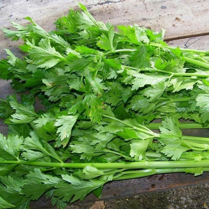 Hạt Giống Rau Cần Lá Xanh (Cần cọng nhỏ, cần ta) - Gói 10 Gram
