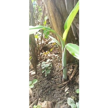 Cây giống chuối xiêm đen cấy mô (cửa hàng cây giống f1)