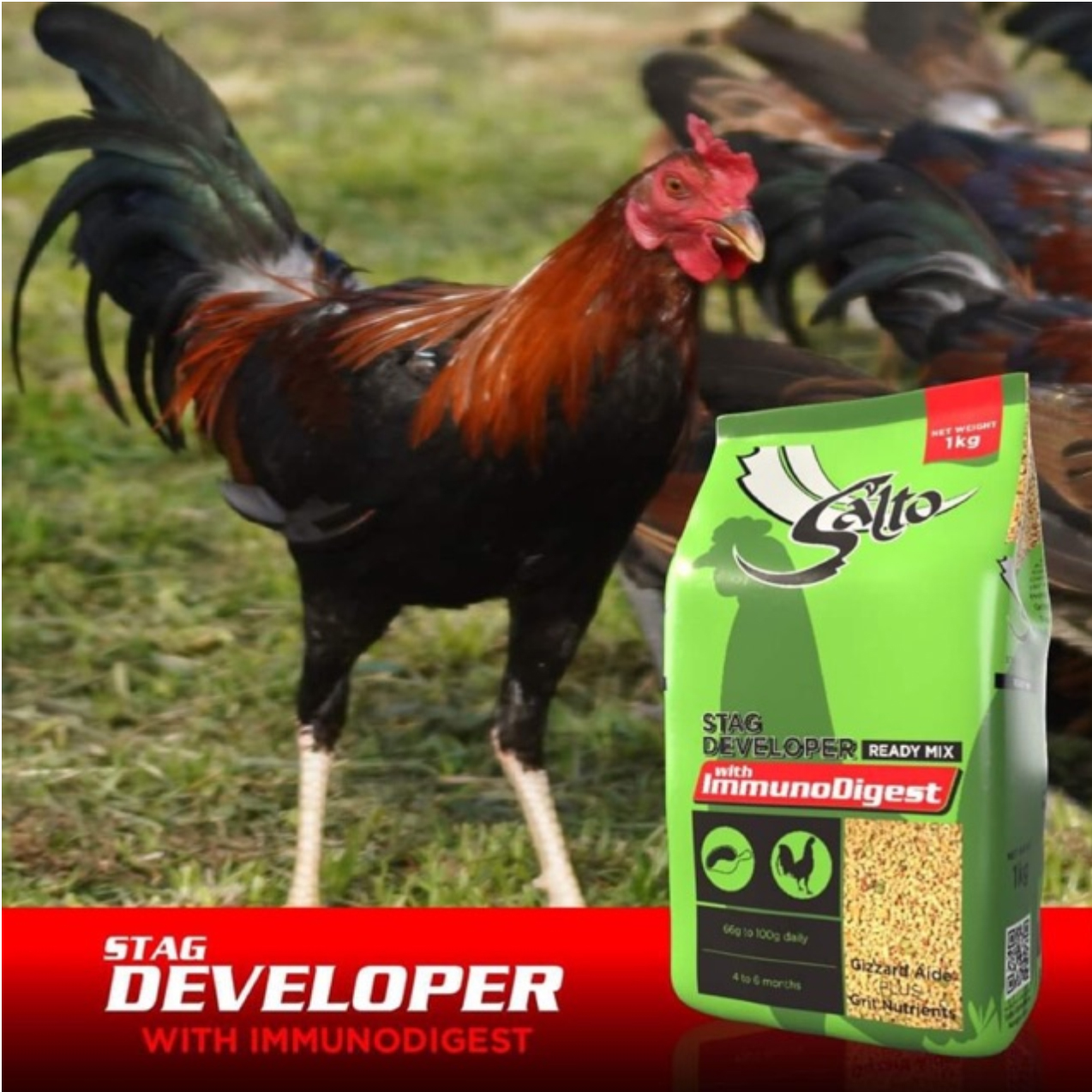 SALTO STAG DEVELOPER 4 - 6 tháng dành cho gà tơ 1 KG