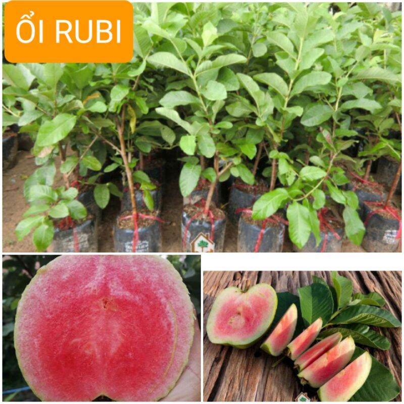 Cây giống ổi rubi lõi đỏ không hạt