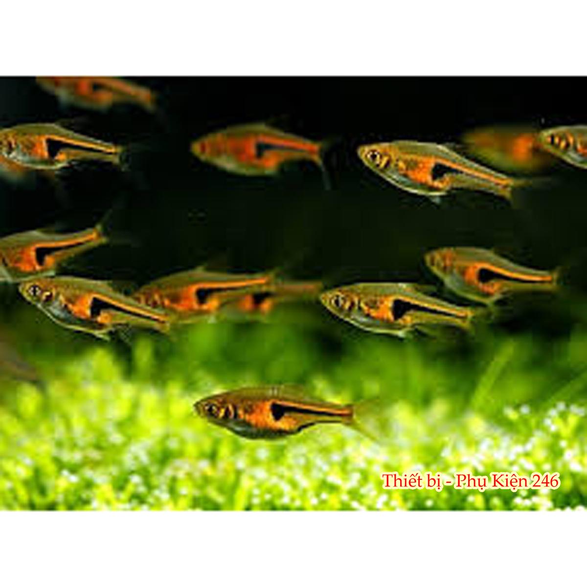 Lọc váng Sunsun JY03 hồ cá thủy sinh