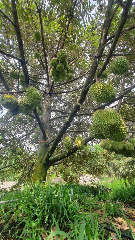 Phân bón SIÊU ĐẬU TRÁI SẦU RIÊNG