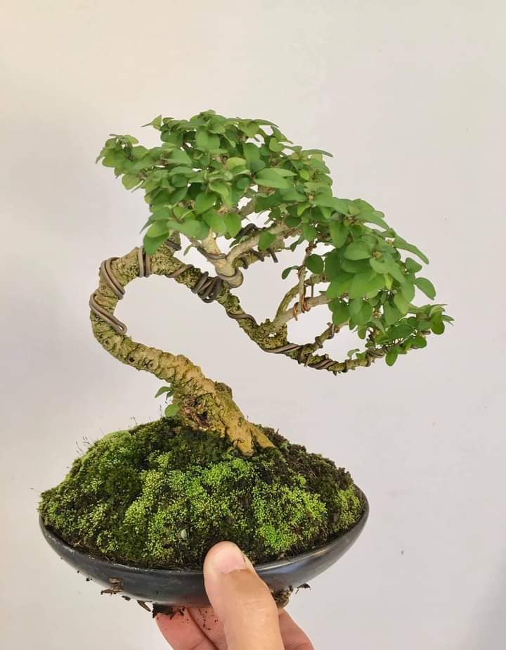CÂY VÂN SAM (TU HÚ THÁI)