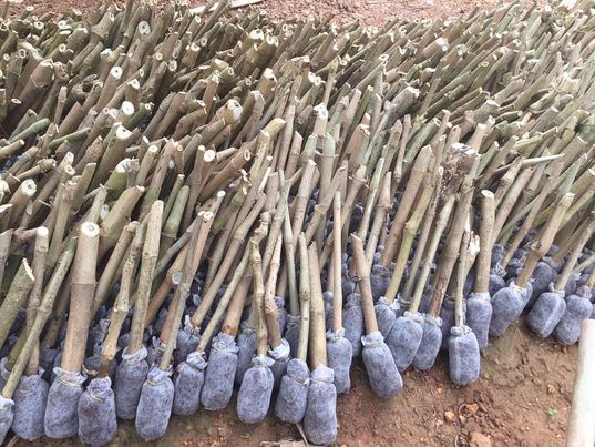 20 Cây chè khổng lồ