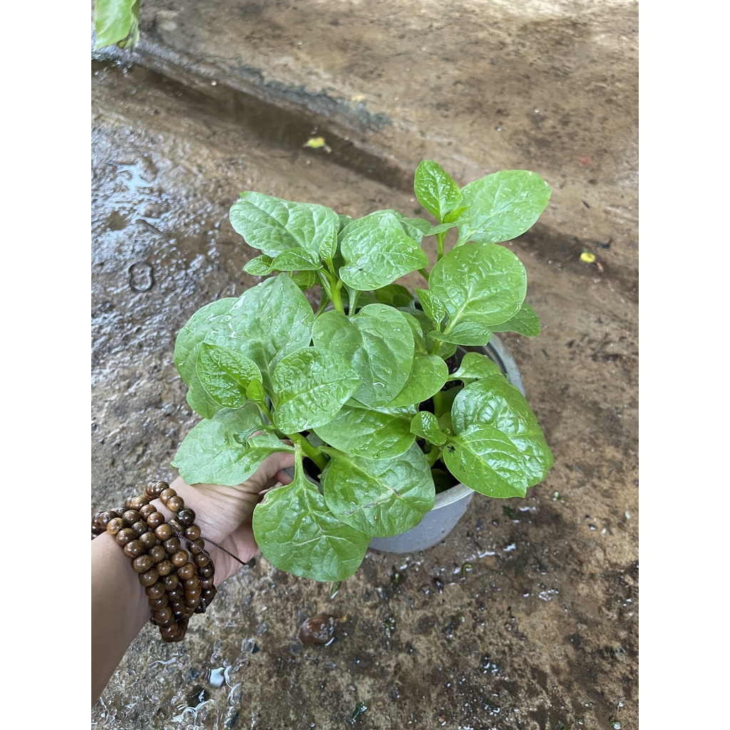 Chậu cây rau mồng tơi....