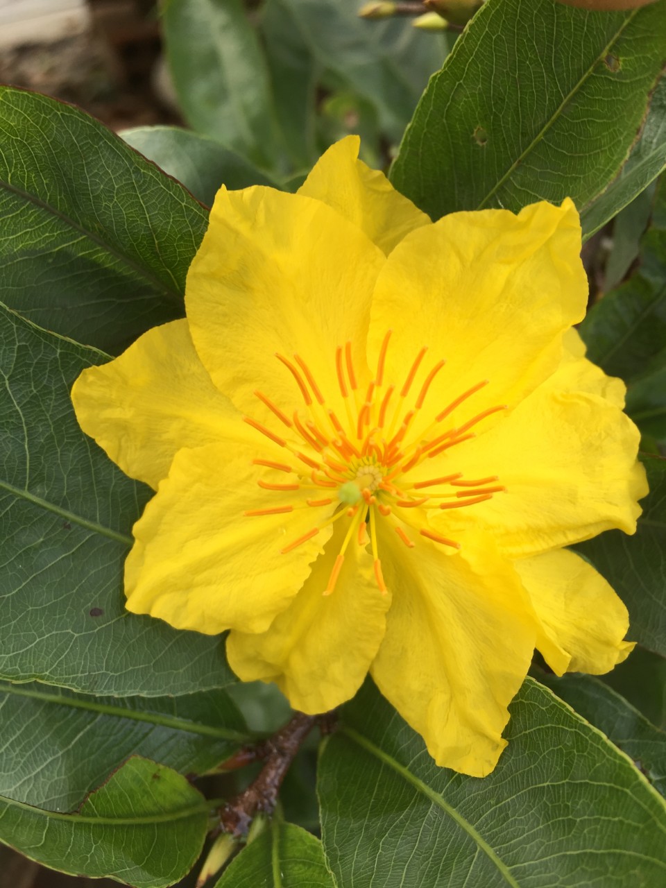 Mai Giảo Thủ Đức 1,5 mùa