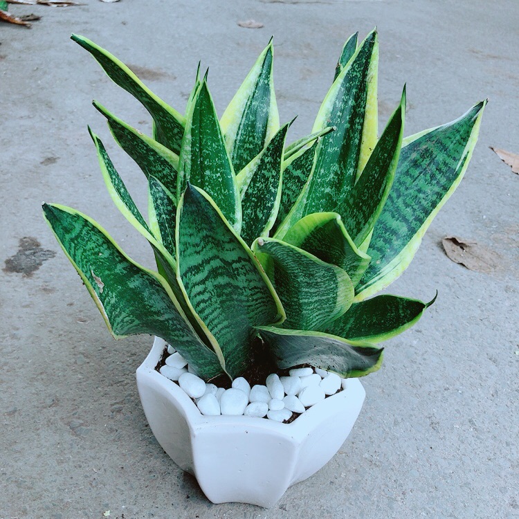 Chậu lưỡi hổ size lớn