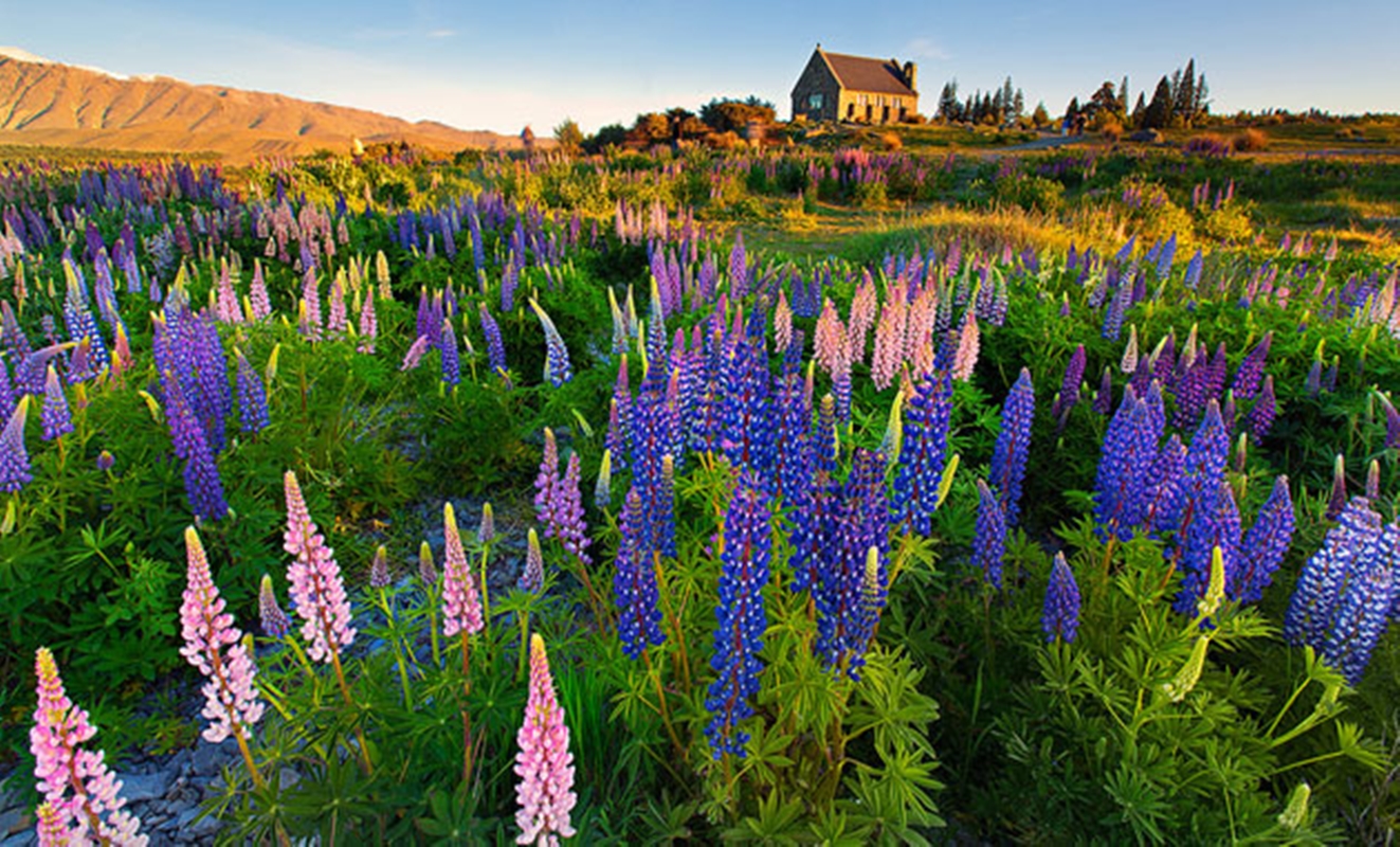 Hạt giống hoa Đậu lupin