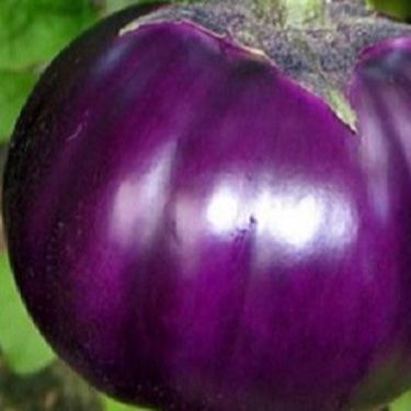 0.5 GRAM HẠT GIỐNG CÀ DĨA TÍM