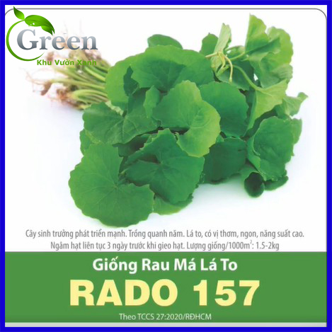 Hạt Giống Rau Má Lá To (1 gam ~ 500 hạt) Sinh Trưởng Mạnh, Thu Hoạch Liên Tục