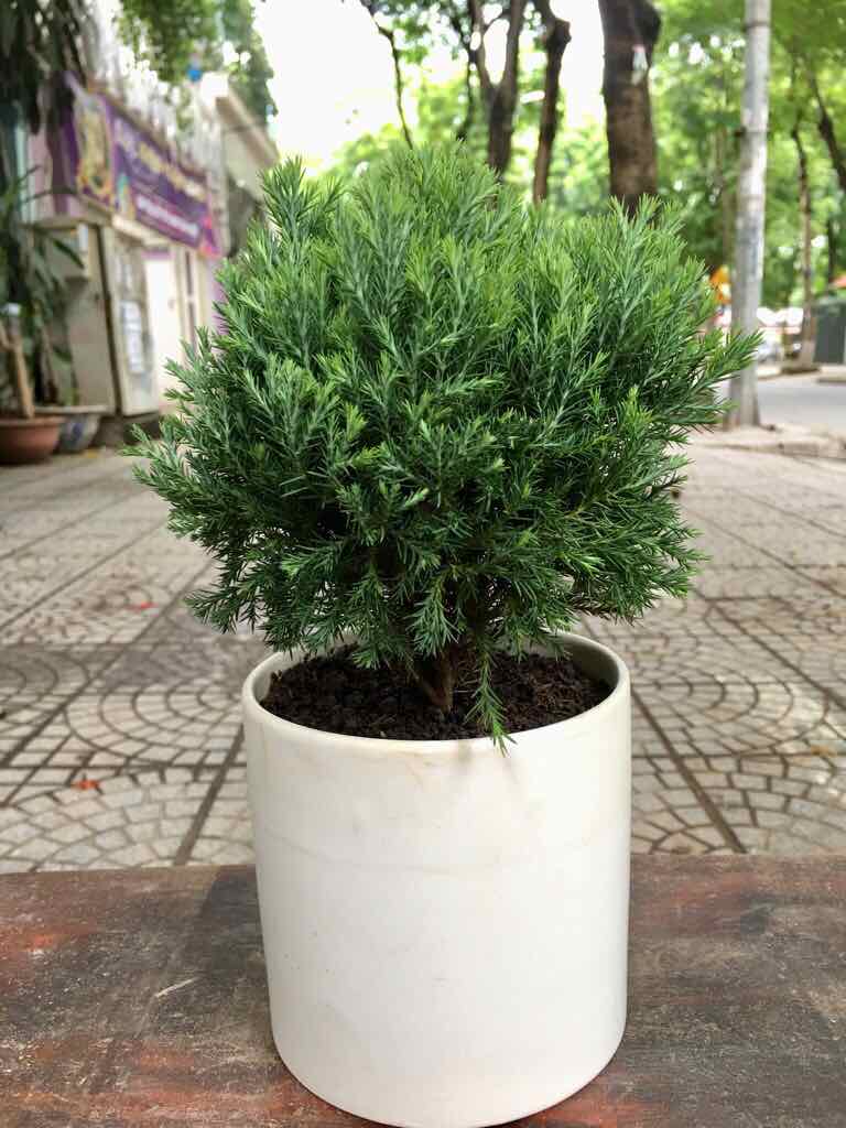 Tùng Bồng Lai