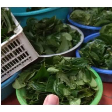 500GR BỘT TRẦU KHÔNG BỘT LÁ TRẦU KHÔNG