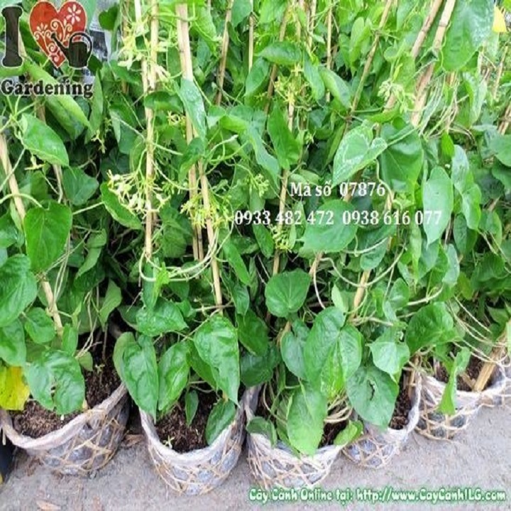 CÂY GIỐNG HOA THIÊN LÝ SIÊU HOA