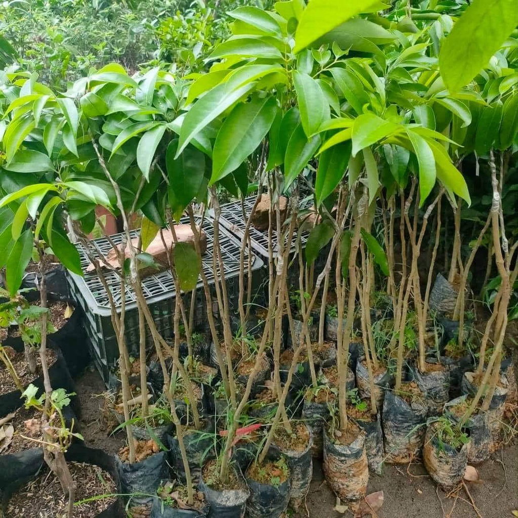 cây giống vải thiều (cho thu hoạch siêu sớm)